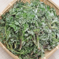 여수 거금도 해풍맞은 해풍쑥 생쑥 봄나물 1kg 500g