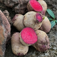 땅속의 붉은 보석  제주 레드 비트