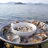 신선함을 그대로  통영 생굴(푸)