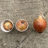 [신한카드 할인]  단단하고 아삭한 국내산 양파