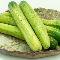 [보름데이] 백다다기 오이(푸)