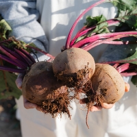 땅속의 붉은 보석  제주 레드 비트