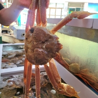 러시아 활대게 1kg, 3kg, 5kg 스노우크랩 대게 