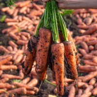 산지직송 국내산  흙당근 달콤 아삭 제주 구좌당근 3kg 5kg 10kg