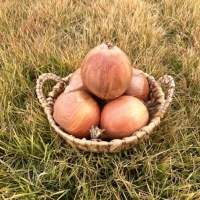 정품 국내산 양파 중대(로얄) 사이즈