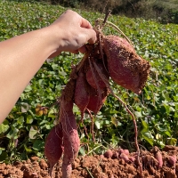 [오커캄스] 영암 호풍미 고구마 호박 고구마 2kg 3kg 5kg 10kg