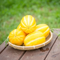 [성주참외] 산지직송_가정용 참외 램덤과 [1kg-2kg]