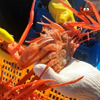 국내산 왕큰 명품 설탕홍게 3kg  속초홍게 직송