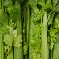(최켓)샐러리 1kg/2kg/3kg