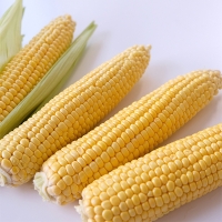 [만원의 행복] 냉동 강원도 초당옥수수(푸)