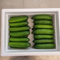 [만원의 행복] 수분이 가득한 미니오이