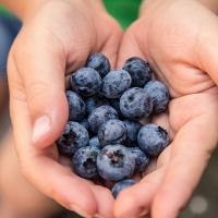 [자연속애] 고당도 칠레 생 블루베리 2팩/4팩/6팩/8팩 (팩당125g/16mm내외)