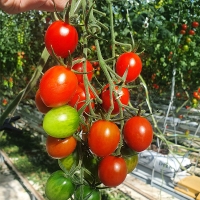 [오아최고] 스테비아 방울 토마토 500g 1팩 2팩 3팩 4팩