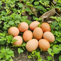 자연방사  홍삼란  유정란