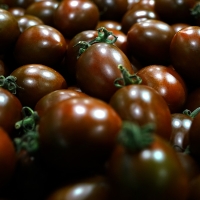 [GAP인증] 흑대추 방울토마토 [1kg-5kg]