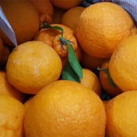 프리미엄 고당도 한라봉(푸)