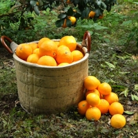 [황금최고] 제주 황금향 2kg 3kg 4kg 5kg  오커