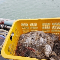 서해바다가 주는 자연산 활 쭈꾸미(푸)