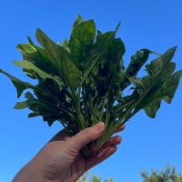 [만원의 행복] 포항 영해초 시금치