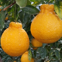 [오커캄스] 제주 한라봉 봉봉 한라봉 2kg 3kg 5kg