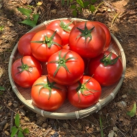 신선하고 건강한맛 완숙토마토