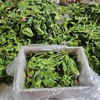 [만원의 행복] 남해의 선물  보물초 시금치(푸)