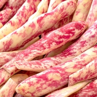[자연속애] 제철미각 껍질째 그대로 호랑이(얼룩) 강낭콩 2kg/3kg/4kg/5kg