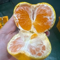 [농장직송] 제주 하우스 비가림감귤 [2.5kg-4.5kg]