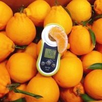 [제주햇살 담은] 제주 한라봉 [2kg-4kg] [무지박스]