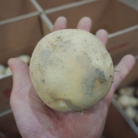 [25년_햇감자] 신선한 햇감자 3kg/5kg/10kg [소/중/특상]