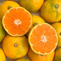 [감귤캄스] 새콤달콤 제주감귤 가정용 3kg 5kg 노지 감귤