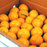 [제주향기] 탐나는 노지감귤 5kg(M-S/47-79과내)