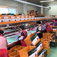  [농협공판장] 정성드린  세척 꿀고구마 5kg/10kg(상/150-300g)