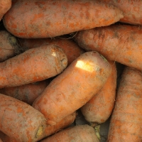 국내산 흙당근 3kg