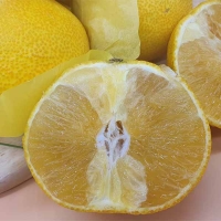 제주 황금향 1kg~4.5kg (산)