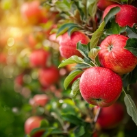 애플트레인 충북 음성 고당도 프리미엄 로얄 부사 정품 보통2.4kg 상 3kg 상중 5kg