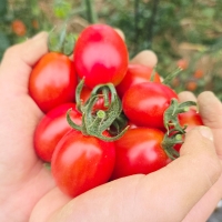 [26년산] 홍성 엄마농부의 유기농 대추방울토마토 1kg (무선별) 당일수확 방울토마토 토마토