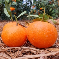 [★특별할인]새콤달콤 감귤 제주 고당도 꿀 레드향 2kg 3kg 5kg