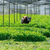 동곡  돌미나리(푸)