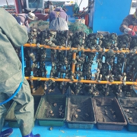 자연이 선사하는 풍부한 영양  완도산 활 전복