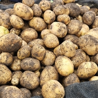 [신한카드 할인] 포슬포슬 속이 꽉찬 햇감자(푸)