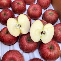 [김장철] 25년 [부사  사과] 가을을 시작하는 과일  새콤달콤 사과 (1kg/3kg/5kg)