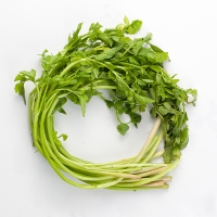 동곡  돌미나리(푸)