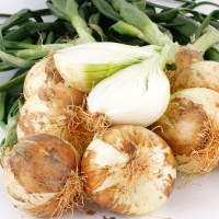 [농협] 26년수확 만생종 햇 잎양파 1단 (4kg내외/줄기포함중량)