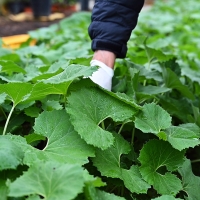 [오커브팜] 봄나물 거창 머위 하우스 머위 1kg 2kg