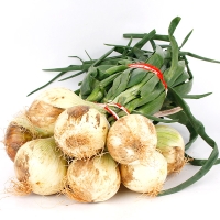 [농협공판장] 보석 조생 햇 잎양파 중/대랜덤 4kg내외 (1단/10~14개내/잎포함중량)