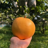 [주말특가] 시원하고 달콤한 가정용 햇배