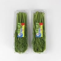 26년산 서산농부의 여름두릅 500g / 1kg / 2kg 당일수확 가시없는두릅 새순