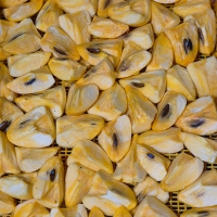 달콤한 대봉감말랭이