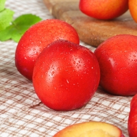 [백억] 하우스 자두  대과/특대과  500g/1kg/1.5kg